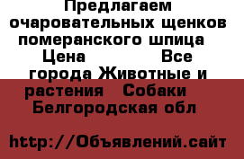 Предлагаем очаровательных щенков померанского шпица › Цена ­ 15 000 - Все города Животные и растения » Собаки   . Белгородская обл.